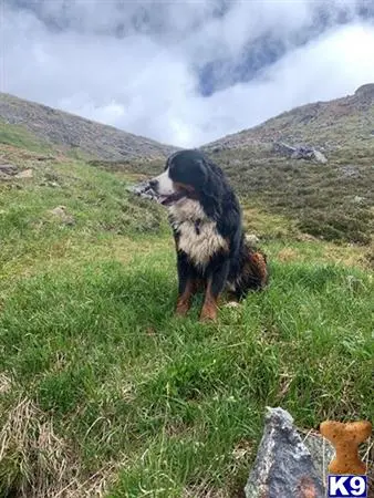 Bernese Mountain Dog stud dog: a bernese mountain dog dog standing on grass