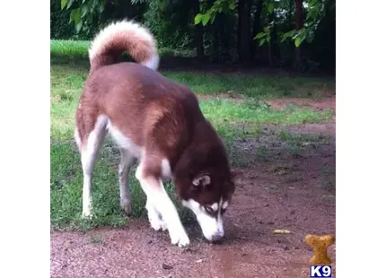 Siberian Husky