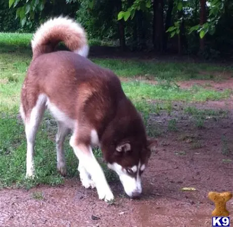 Siberian Husky stud dog