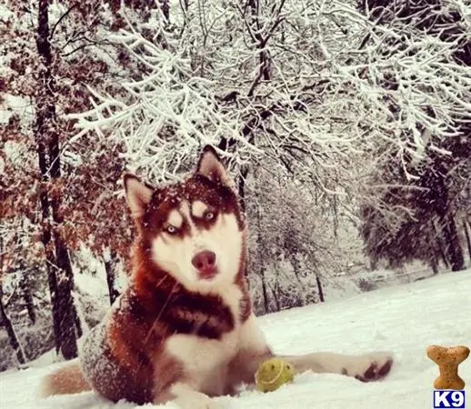 Siberian Husky stud dog