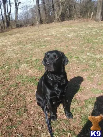 Labrador Retriever