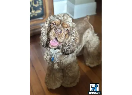 a american cocker spaniel dog sitting on a wood floor