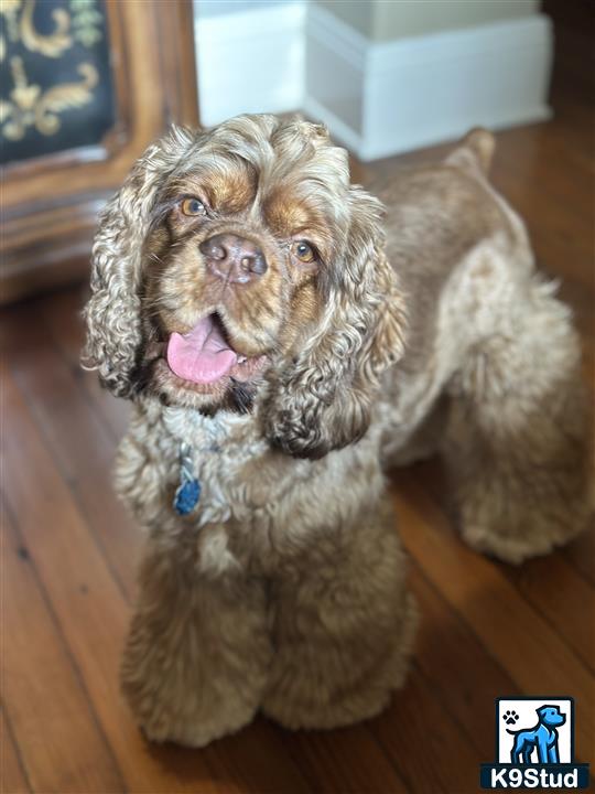 a american cocker spaniel dog sitting on a wood floor
