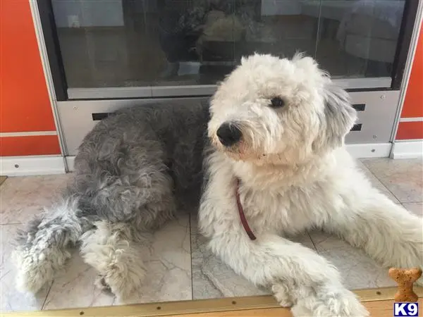 Old English Sheepdog stud dog