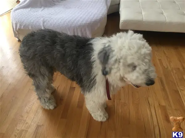 Old English Sheepdog stud dog