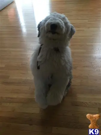 Old English Sheepdog stud dog