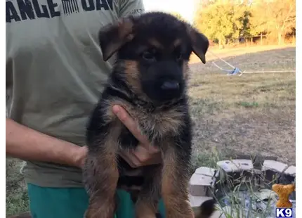 German Shepherd puppy for sale: a person holding a german shepherd dog