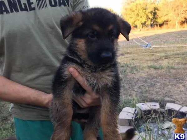 German Shepherd puppy for sale: a person holding a german shepherd dog