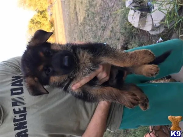 German Shepherd puppy for sale: a german shepherd dog lying on a persons lap