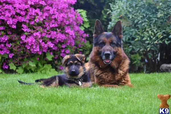German Shepherd puppy for sale: a couple of german shepherd dogs sitting in the grass