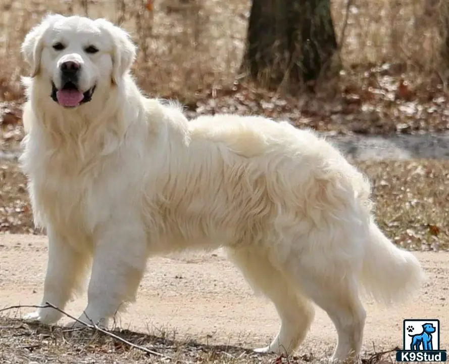 Golden Retriever stud dog: a white golden retriever dog standing on a dirt path