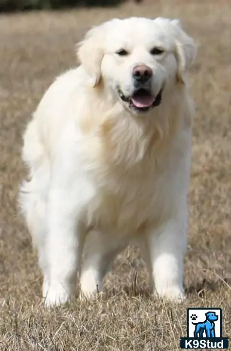Golden Retriever stud dog: a white golden retriever dog standing on grass