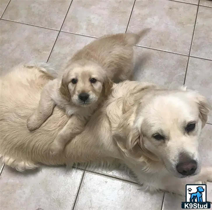 Golden Retriever stud dog: a group of golden retriever puppies lying on the ground