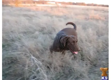 Labrador Retriever