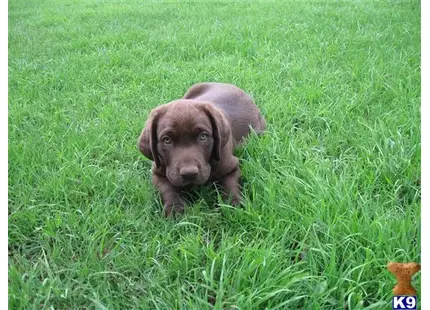 Labrador Retriever