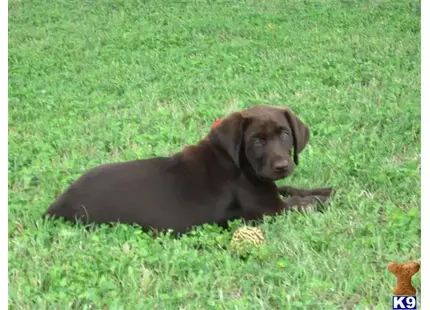 Labrador Retriever