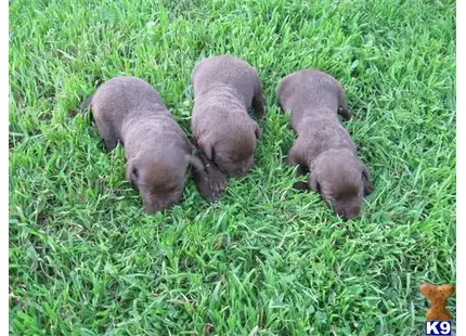 Labrador Retriever