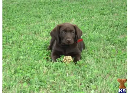 Labrador Retriever