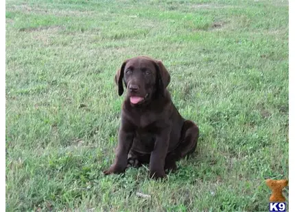 Labrador Retriever