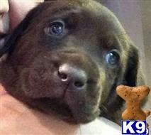 Labrador Retriever
