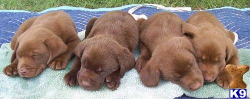 labrador retriever puppy posted by texaschocolatelabradorretrievers