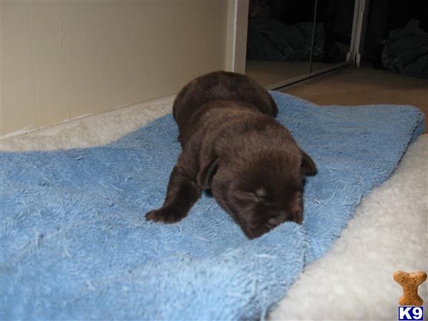 labrador retriever puppy posted by texaschocolatelabradorretrievers