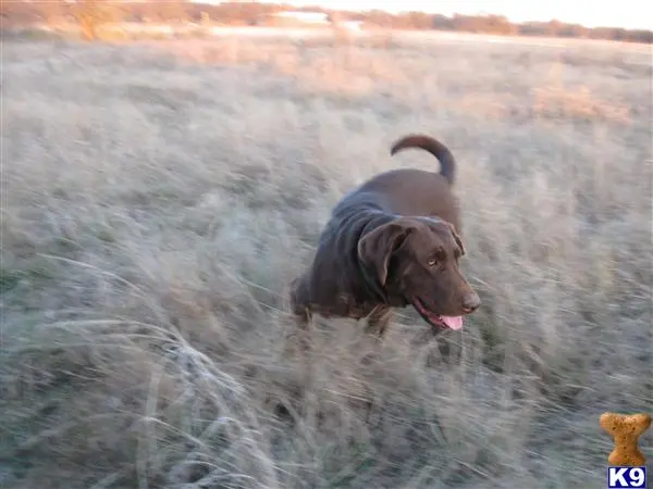 Labrador Retriever stud dog