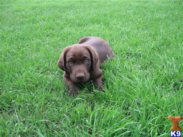 Labrador Retriever