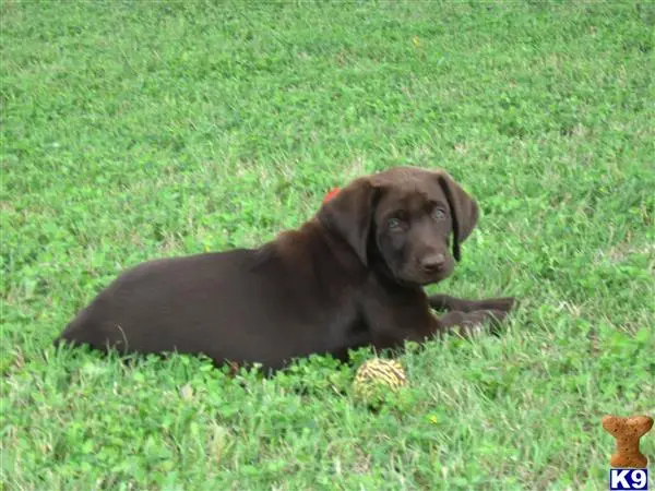 Labrador Retriever