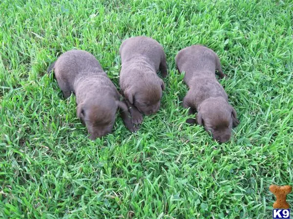 Labrador Retriever