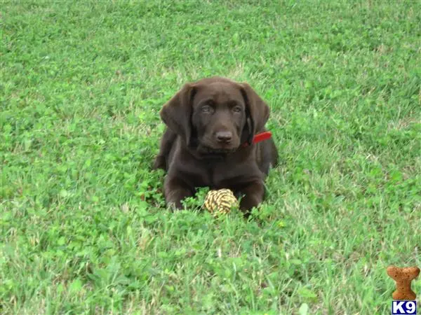 Labrador Retriever