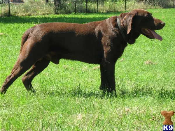 Labrador Retriever stud dog