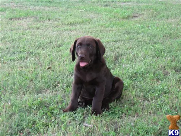 Labrador Retriever puppy for sale