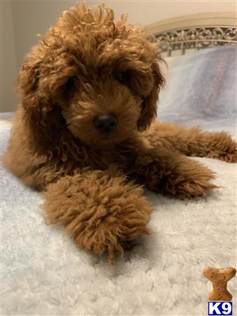 a poodle dog lying on a bed