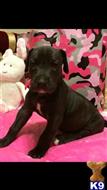 great dane puppy posted by texasteamrealtor