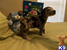 great dane puppy posted by texasteamrealtor
