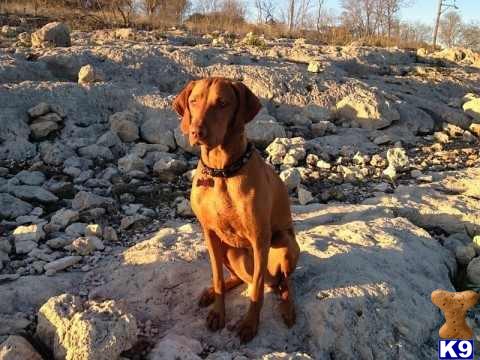 vizsla puppy posted by texasvizslas