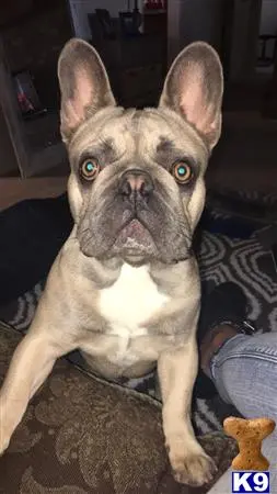 French Bulldog stud dog