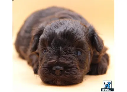 a miniature schnauzer dog lying on its back