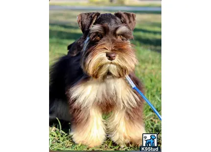 a miniature schnauzer dog on a leash