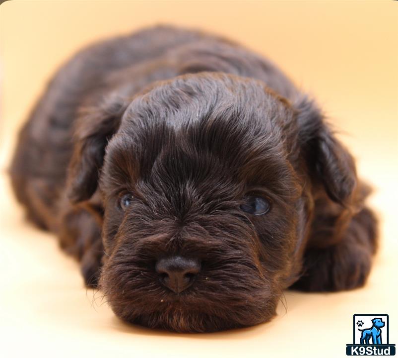a miniature schnauzer dog lying on its back
