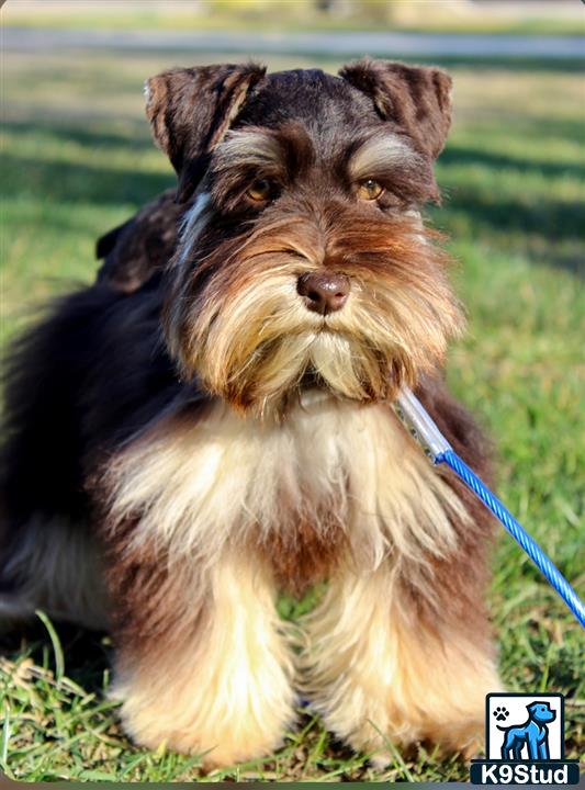 a miniature schnauzer dog on a leash