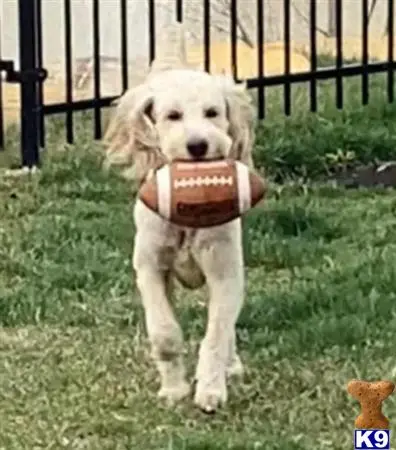 Goldendoodles stud dog