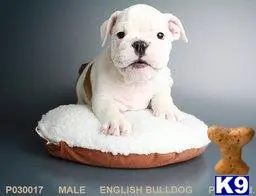 English Bulldog