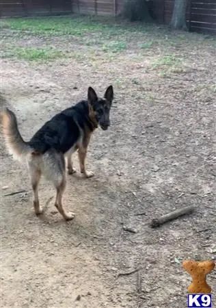 German Shepherd stud dog