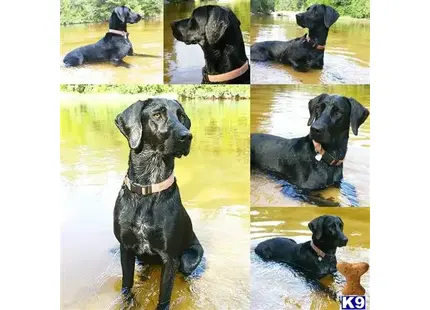 Labrador Retriever