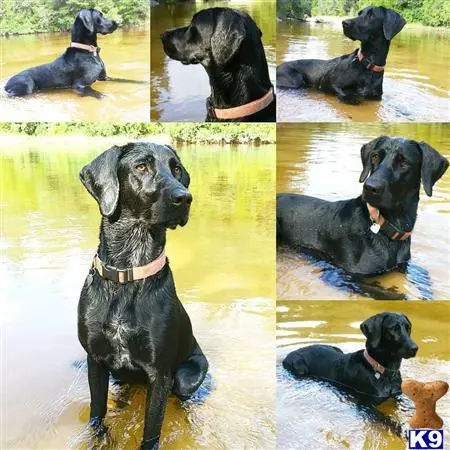 Labrador Retriever female dog