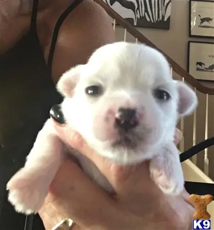 Coton De Tulear