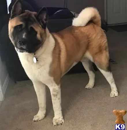 Akita stud dog