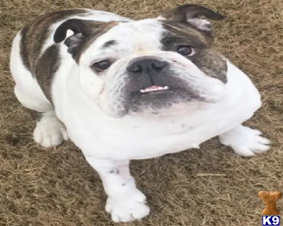 English Bulldog stud dog